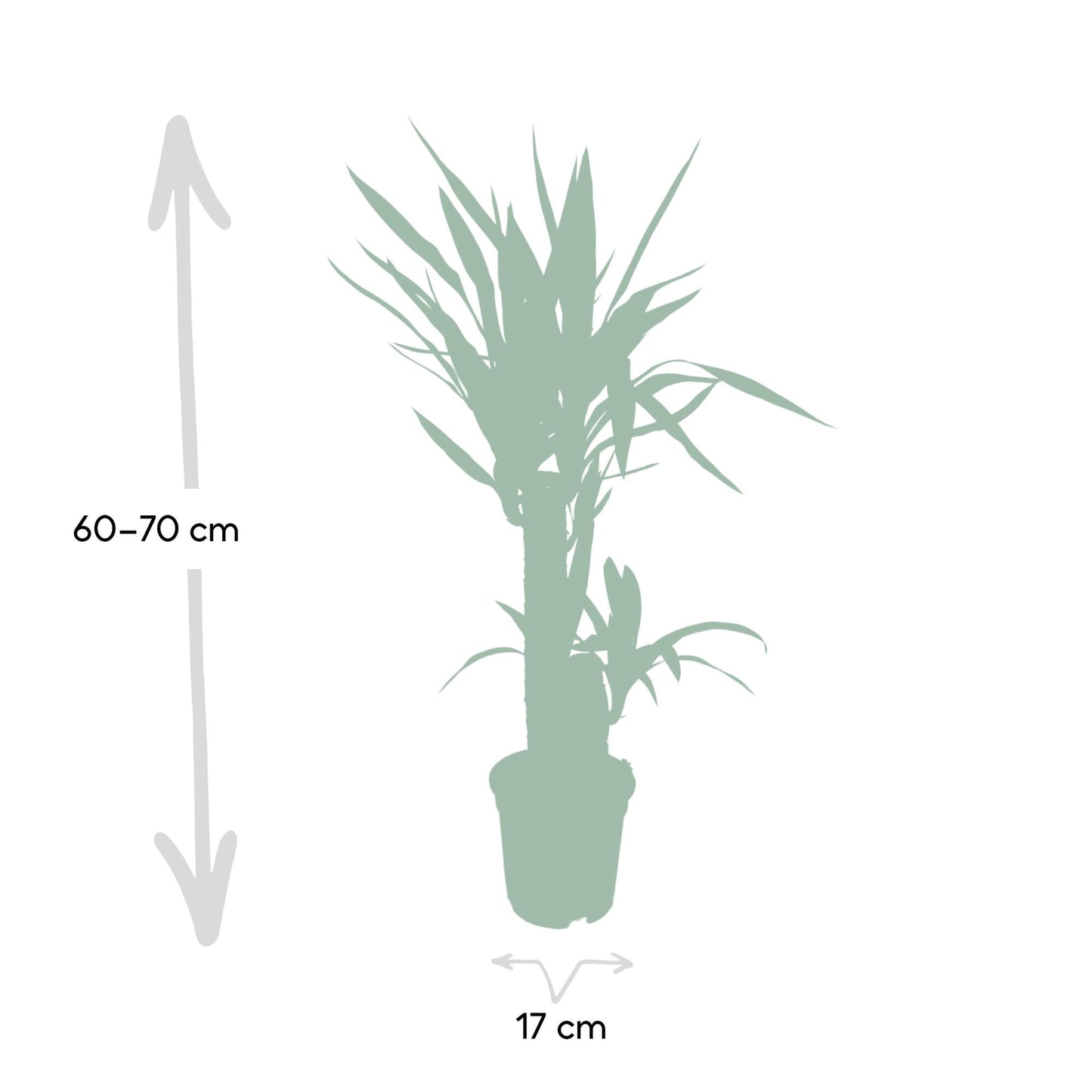 Yucca Elephantipes 85cm Ø17cm – Sonnenliebende Zimmerpflanze | Pflanzfix24.de - Pflanzfix24.de