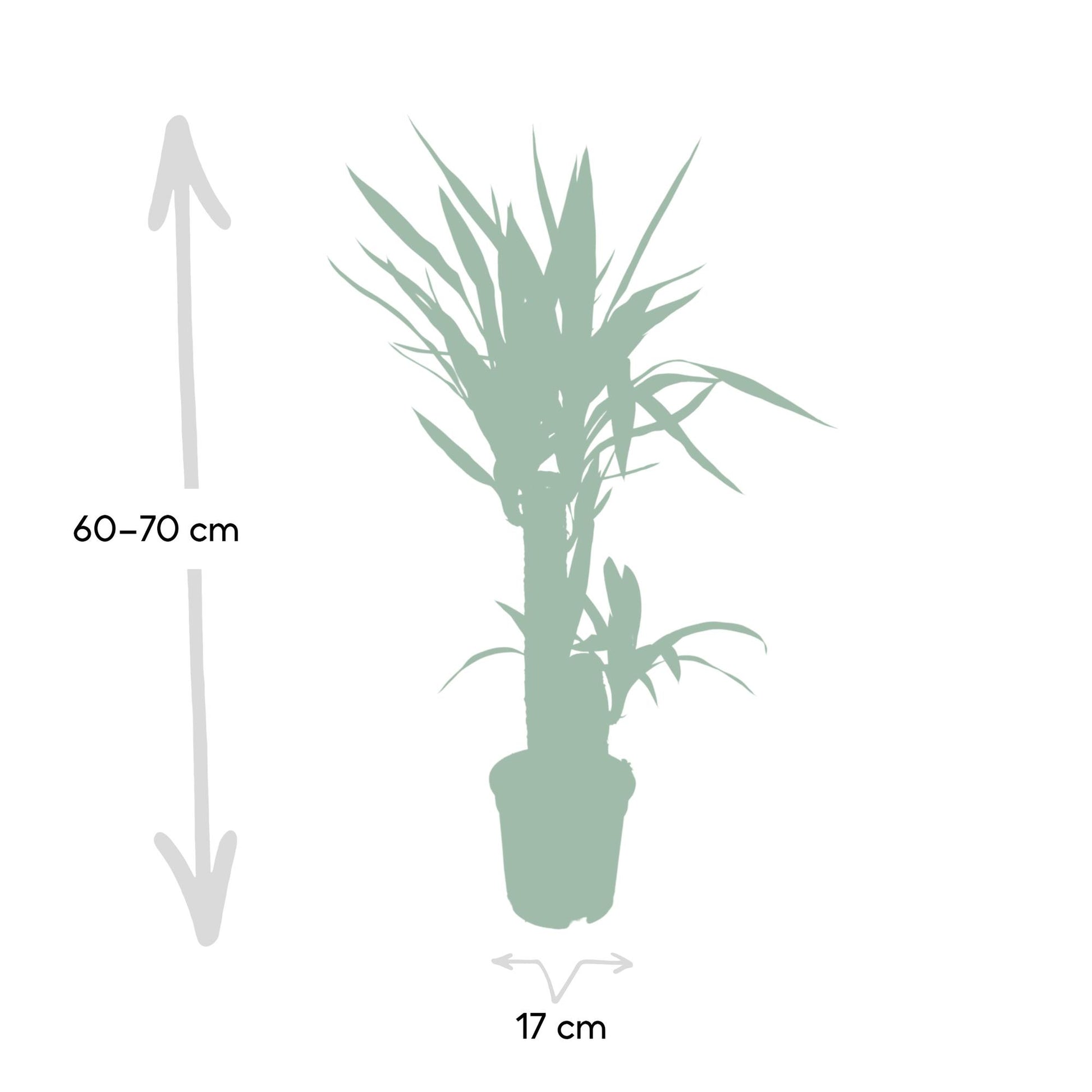 Yucca Elephantipes 85cm Ø17cm – Sonnenliebende Zimmerpflanze | Pflanzfix24.de - Pflanzfix24.de