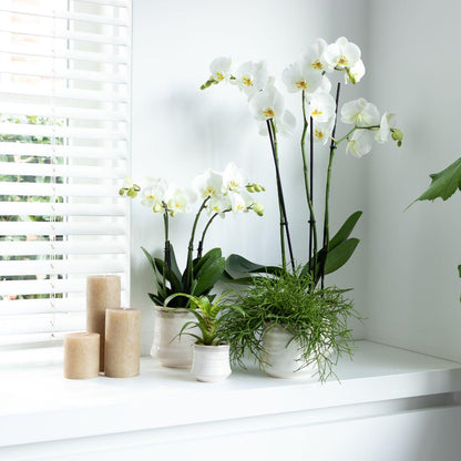 Phalaenopsis Orchidee Weiß Ø12cm – Pflanzfix24.de - Pflanzfix24.de