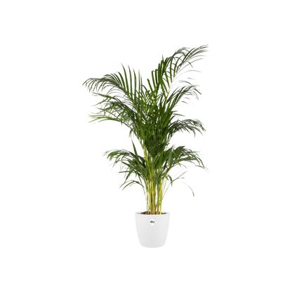 Pot elho Brussels Round Weiß Ø30cm | Pflanzfix24