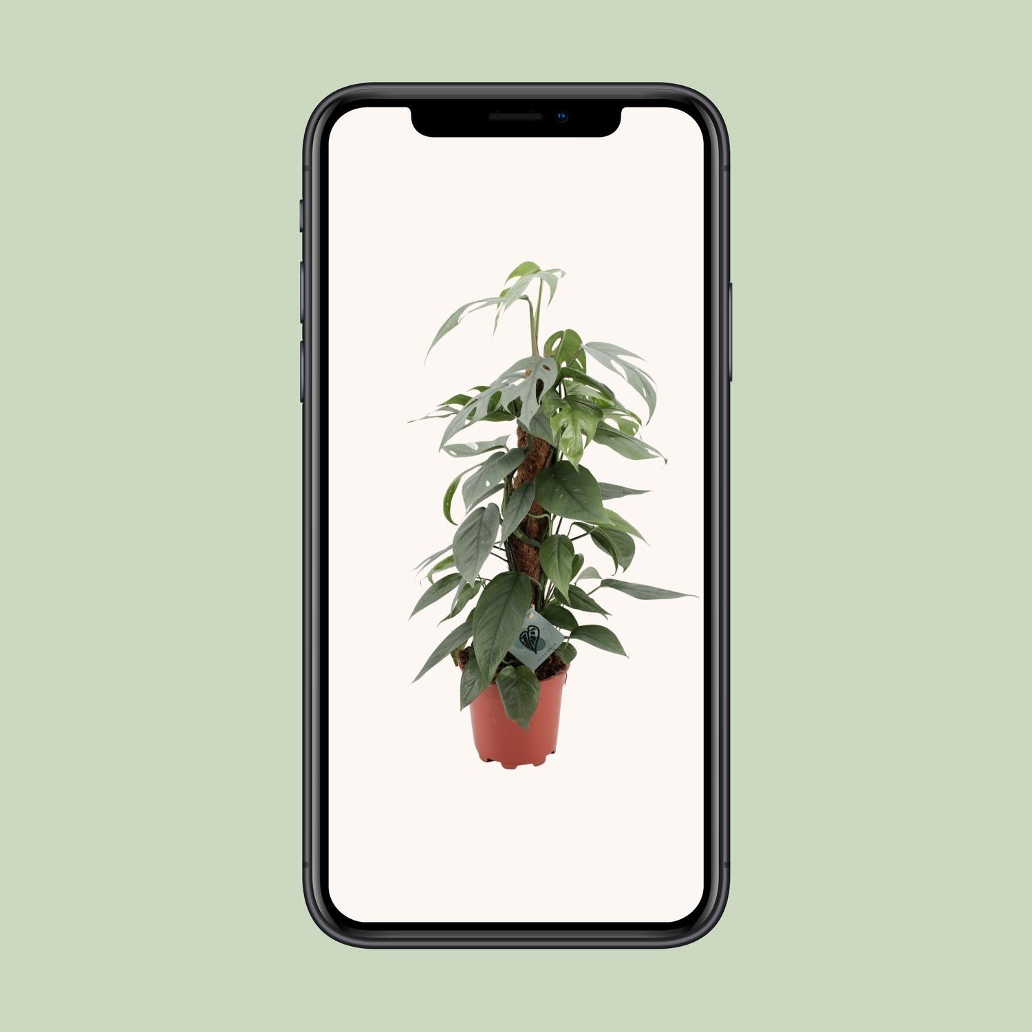 Epipremnum Pinnatum Cebu Blue - Ø17cm - ↕60cm - Pflanzfix24.de - Pflanzfix24.de