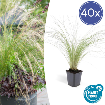 40x Stipa tenuissima 'Ponytails' - ↕10-25cm - Ø9cm - Pflanzfix24.de - Pflanzfix24.de