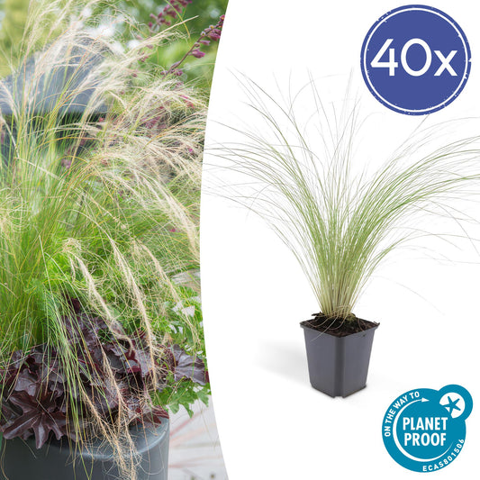40x Stipa tenuissima 'Ponytails' - ↕10-25cm - Ø9cm - Pflanzfix24.de - Pflanzfix24.de