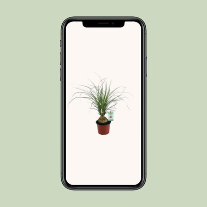 Beaucarnea Recurvata Ø12 cm – Zimmerpflanze | Pflanzfix24