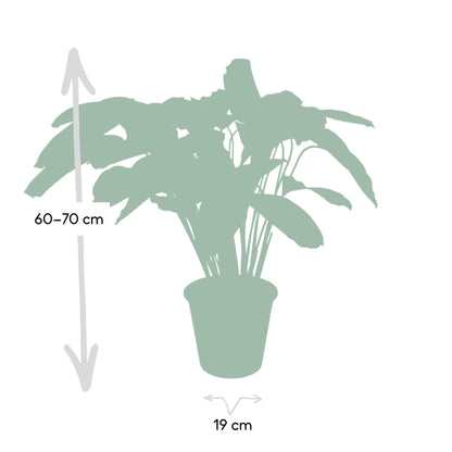Calathea Flamestar - Pflanze - Ø19cm - Pflanzfix24.de - Pflanzfix24.de