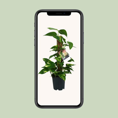 Scindapsus Epipremnum 50cm – Ø15cm Topf – Pflanzfix24.de - Pflanzfix24.de