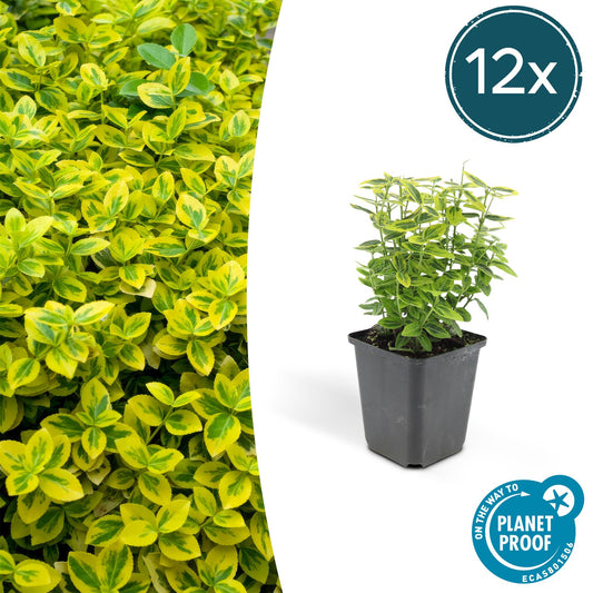 12x Euonymus fortunei 'Emerald 'n Gold' – immergrüner Strauch | Pflanzfix24.de - Pflanzfix24.de
