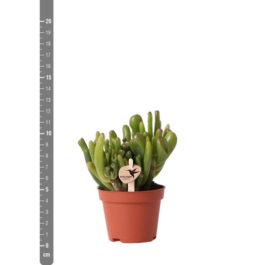 Crassula Hobbit Ø6 cm – Pflanzfix24.de - Pflanzfix24.de