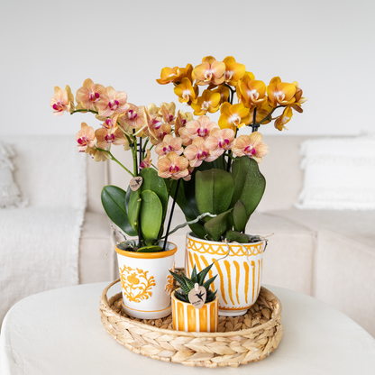 Orange Phalaenopsis „Jamaica“ Ø9cm – Multiflora Orchidee | Pflanzfix24.de - Pflanzfix24.de