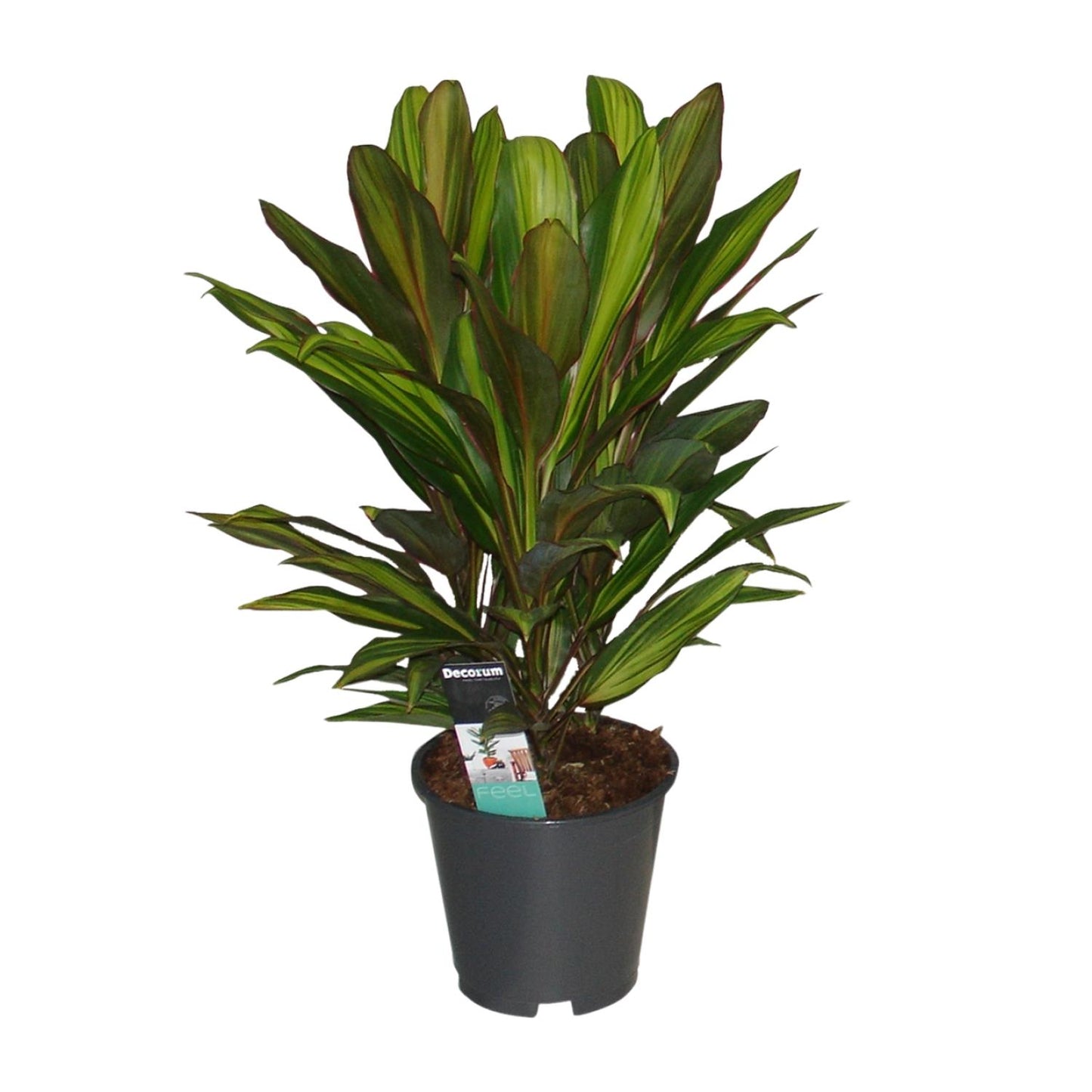 Cordyline Kiwi - Ø19cm - ↕55cm - Pflanzfix24