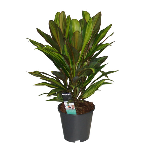 Cordyline Kiwi - Ø19cm - ↕55cm - Pflanzfix24