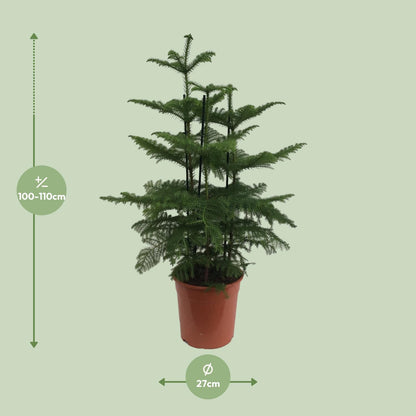 Araucaria (2 Tak) - Ø27cm - ↕110cm - Pflanzfix24