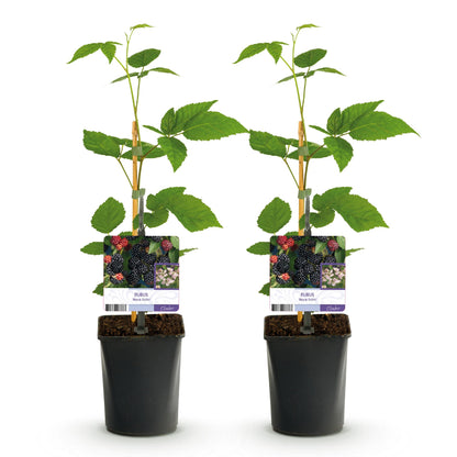 Pflanzfix24 - Brombeere - Rubus Black Satin - Schwarze Brombeere - Dornenlos - 2 Pflanzen