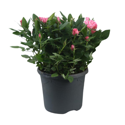 Rosa Jewel Patio Sparkling - Ø17cm - ↕30cm - Pflanzfix24