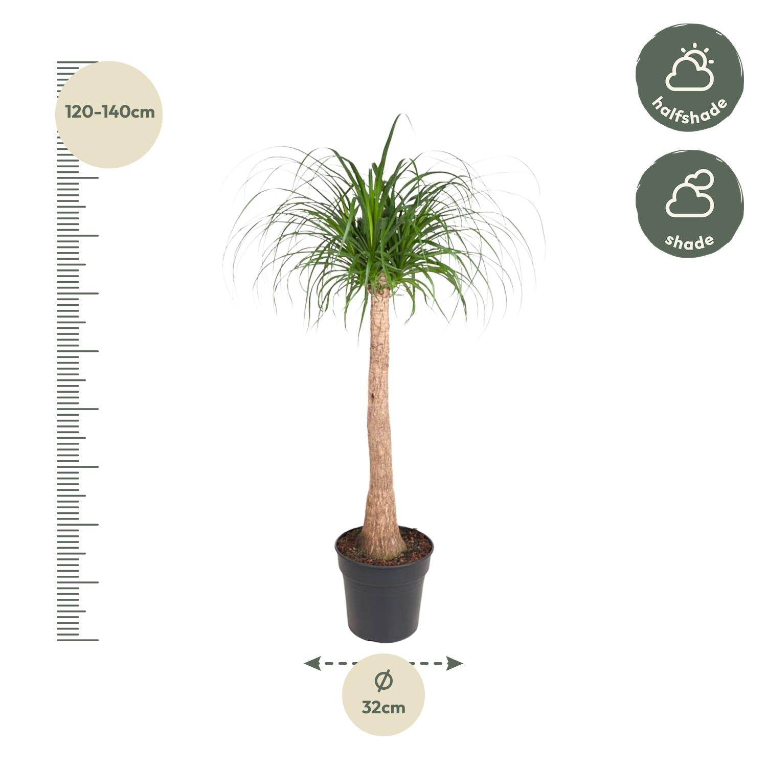Beaucarnea stam - 120 cm - ø32 bei Pflanzfix24.de - Pflanzfix24.de