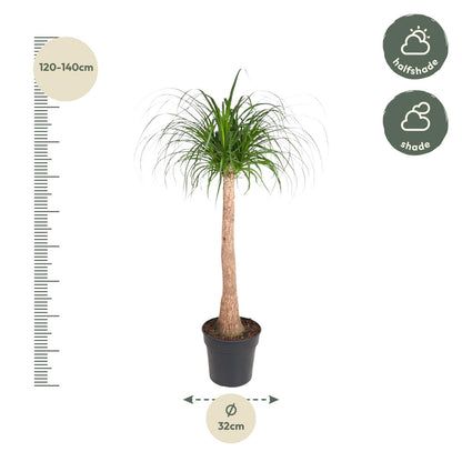 Beaucarnea stam - 120 cm - ø32 bei Pflanzfix24.de - Pflanzfix24.de