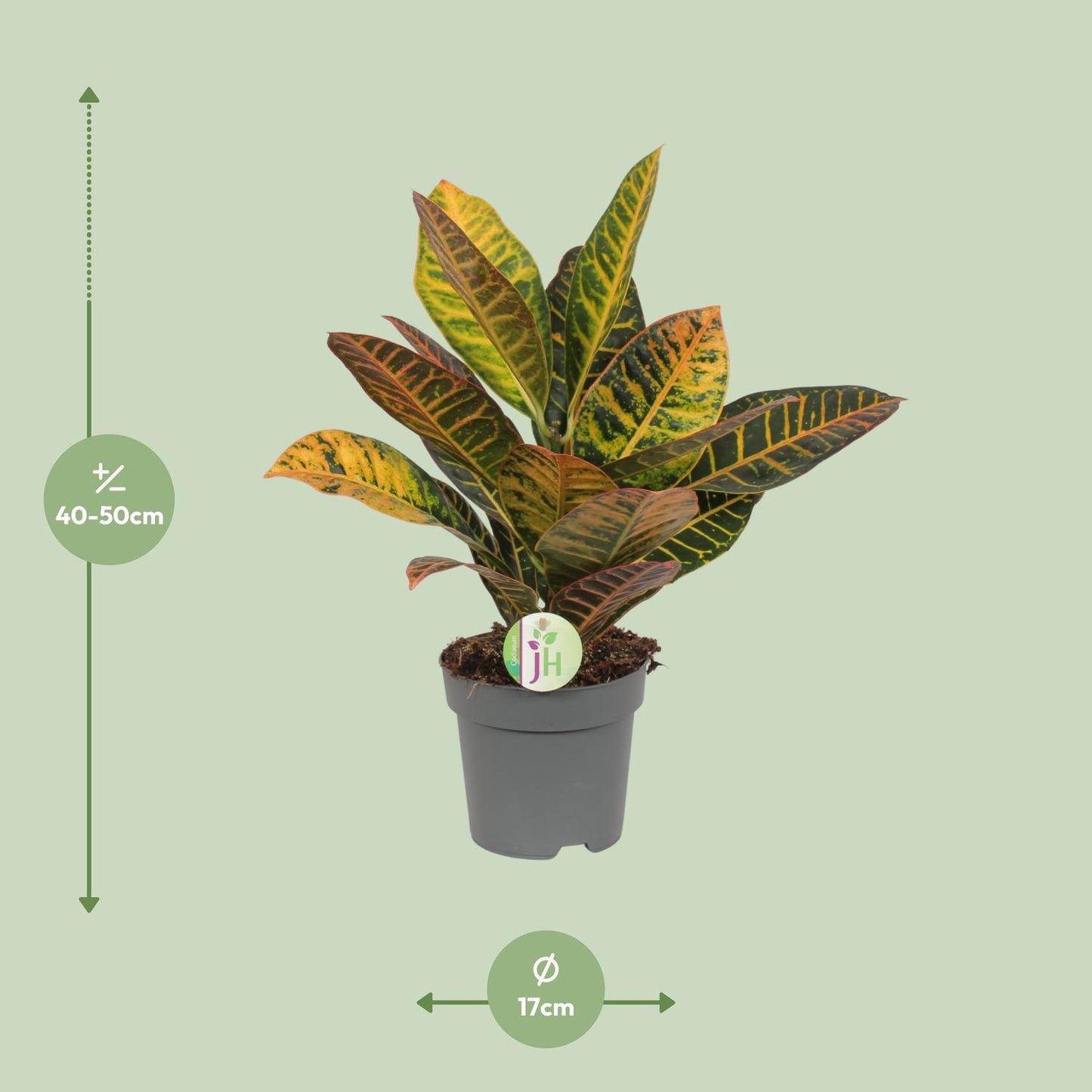 Codiaeum Petra - Croton - Ø17cm - ↕45cm - Pflanzfix24.de - Pflanzfix24.de