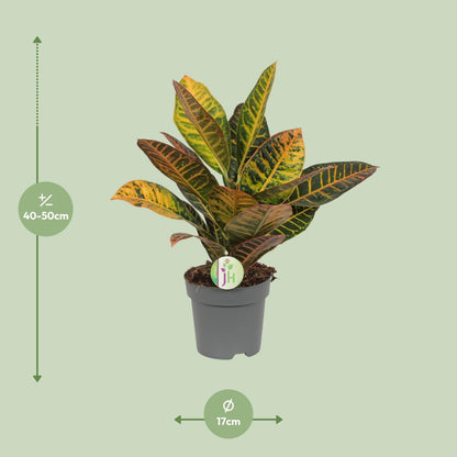 Codiaeum Petra - Croton - Ø17cm - ↕45cm - Pflanzfix24.de - Pflanzfix24.de