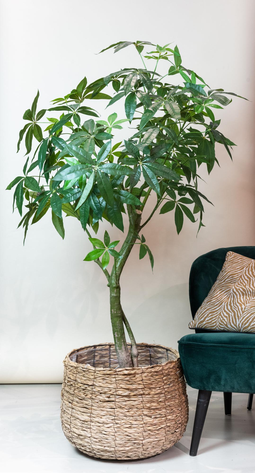 Kunstpflanze Pachira Aquatica 150 cm – Glückskastanie & Allergikerfreundlich | Pflanzfix24.de - Pflanzfix24.de