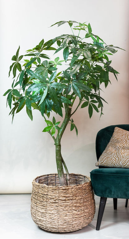 Kunstpflanze Pachira Aquatica 150 cm – Glückskastanie & Allergikerfreundlich | Pflanzfix24.de - Pflanzfix24.de