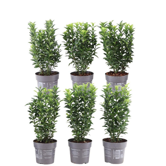 pflanzfix24 - 1 Meter Grüne Spindelstrauch Hecke - Pflanzenset mit 6 winterharten Heckenpflanzen