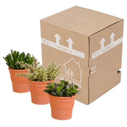 Crassula-Mischung 10,5 cm - 3x - in terracotta pot - Pflanzfix24.de - Pflanzfix24.de