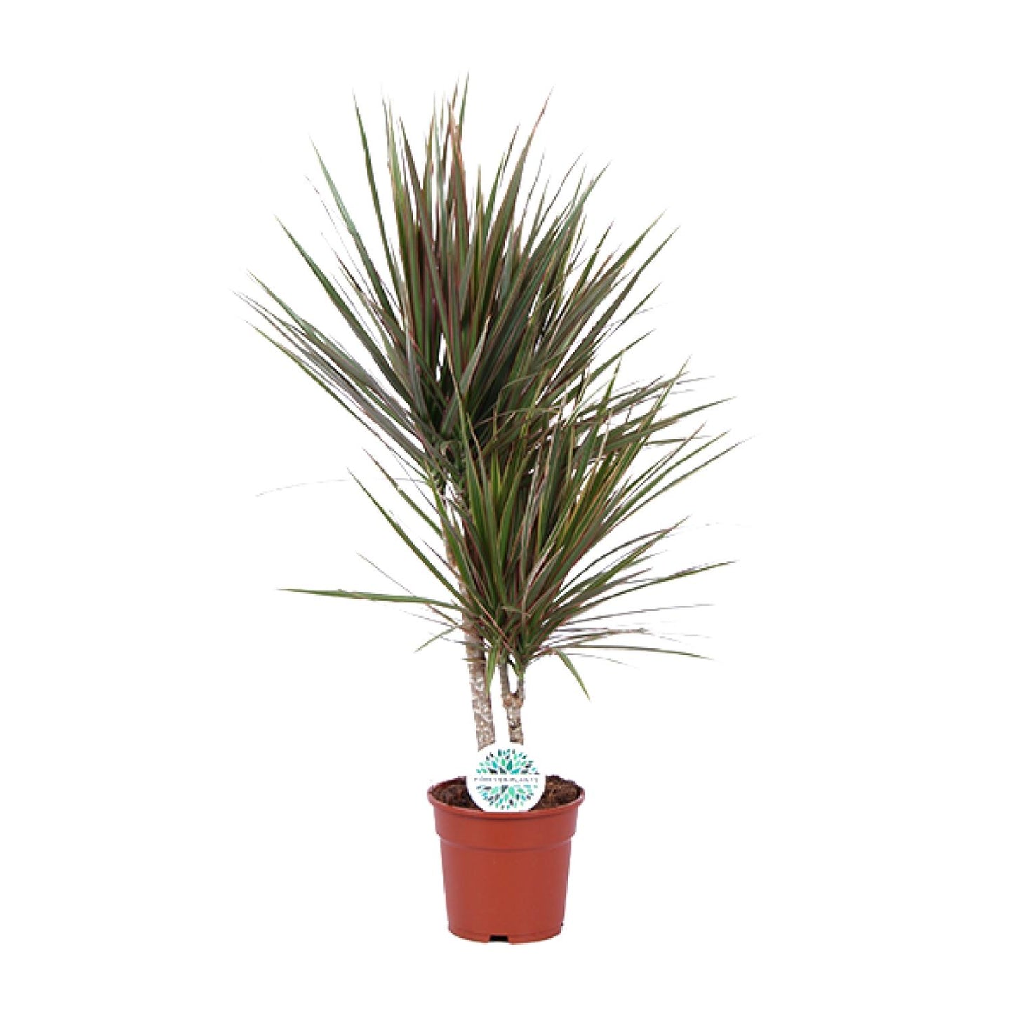 Dracaena Bicolor - Ø17cm - ↕75cm | pflanzfix24