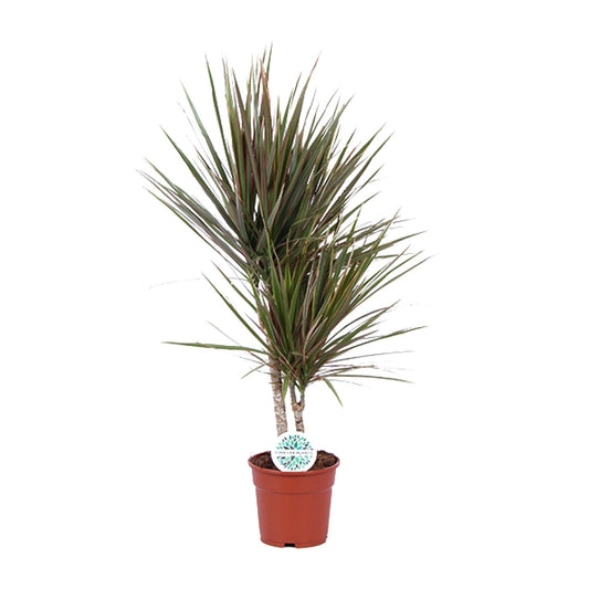 Dracaena Bicolor - Ø17cm - ↕75cm | pflanzfix24