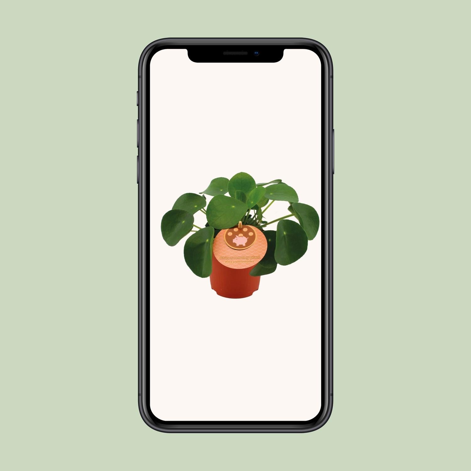 Pilea Peperomioides - Ø11cm - ↕15cm bei Pflanzfix24.de - Pflanzfix24.de