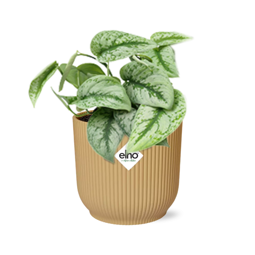Scindapsus Pictus Trebie 14 cm ELHO Vibes Gelb | Pflanzfix24