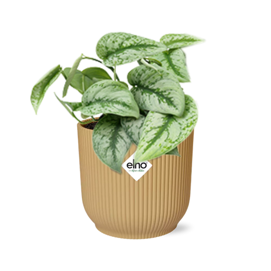 Scindapsus Pictus Trebie 14 cm ELHO Vibes Gelb | Pflanzfix24