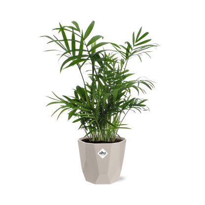 Chamaedorea in ELHO b.for rock 14 cm warm grey - Pflanzfix24