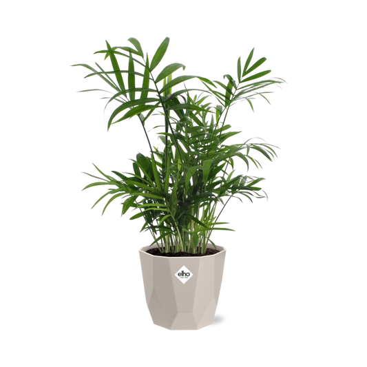 Chamaedorea in ELHO b.for rock 14 cm warm grey - Pflanzfix24