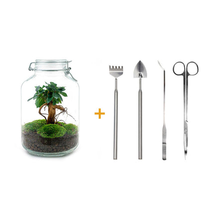 Flaschengarten - Ficus Ginseng Bonsai - DIY-Set - Pflanzfix24