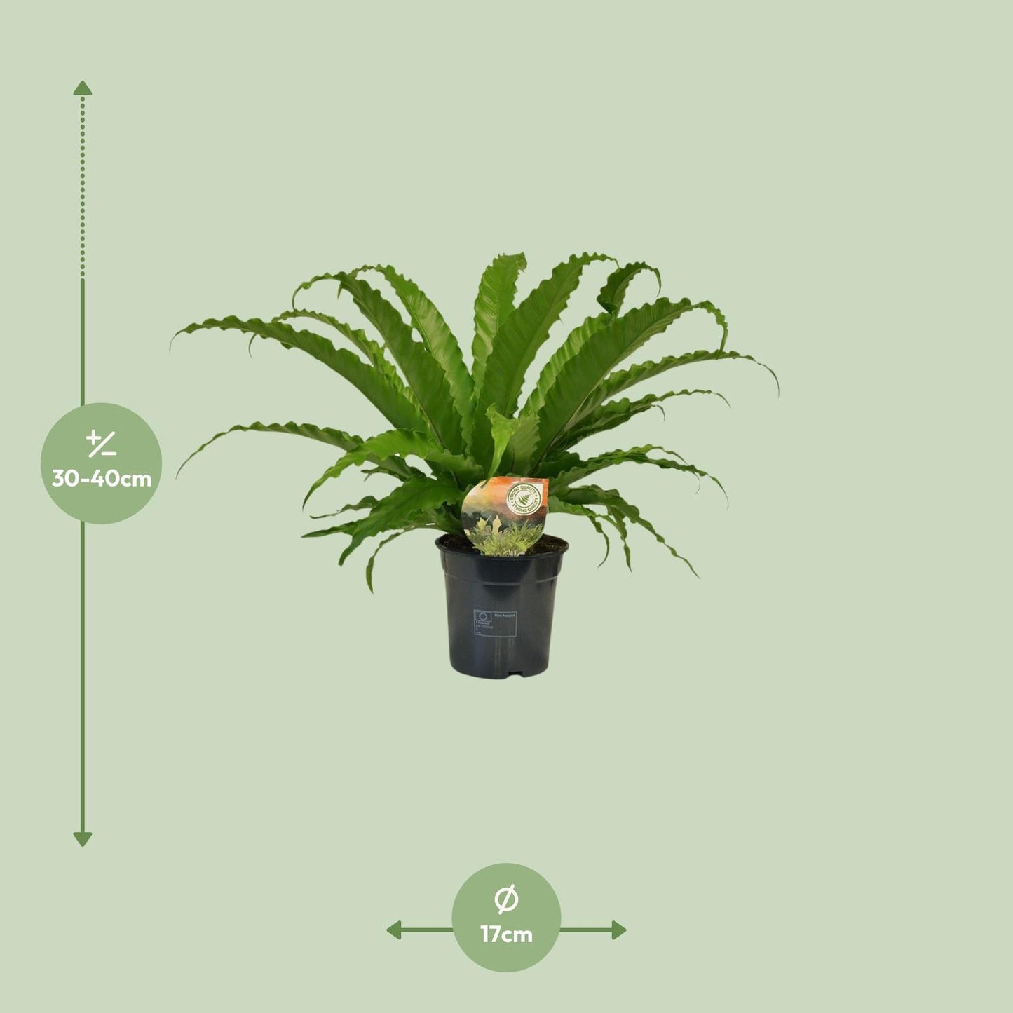 Asplenium Osaka - Ø17cm - ↕40cm von Pflanzfix24.de - Pflanzfix24.de