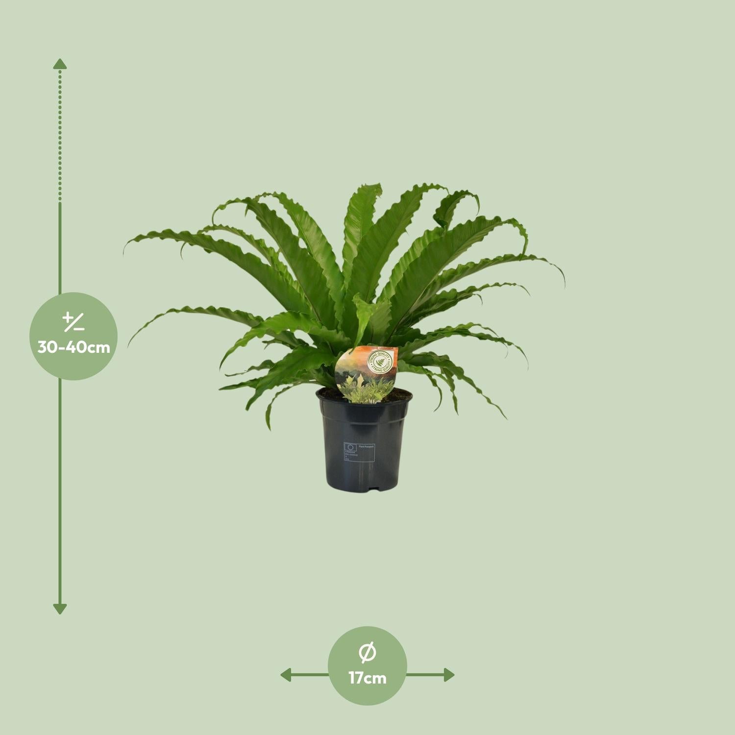Asplenium Osaka - Ø17cm - ↕40cm von Pflanzfix24.de - Pflanzfix24.de