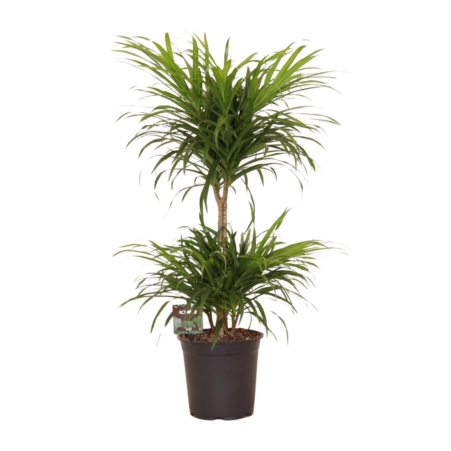 Dracaena Refl. Anita Variegata - Ø21cm - ↕80cm - Pflanzfix24