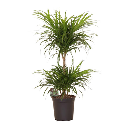 Dracaena Refl. Anita Variegata - Ø21cm - ↕80cm - Pflanzfix24
