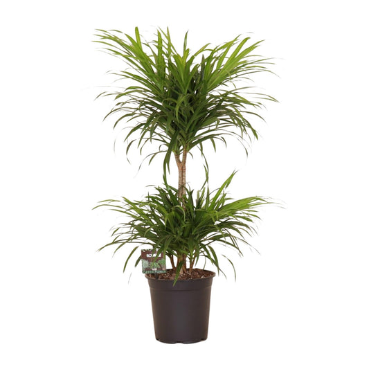 Dracaena Refl. Anita Variegata - Ø21cm - ↕80cm - Pflanzfix24