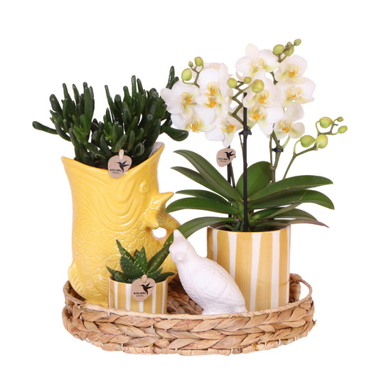 Mediterranean Sunset Geschenkset bei Pflanzfix24