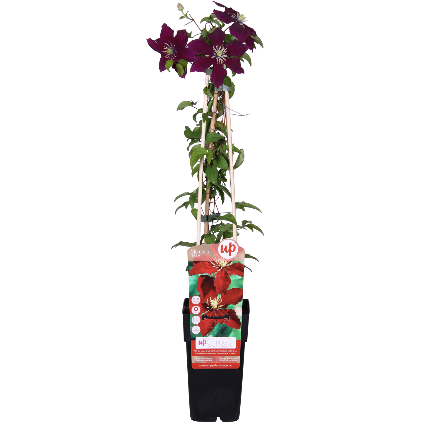 Clematis Niobe - 65cm - Ø15 - Pflanzfix24.de - Pflanzfix24.de