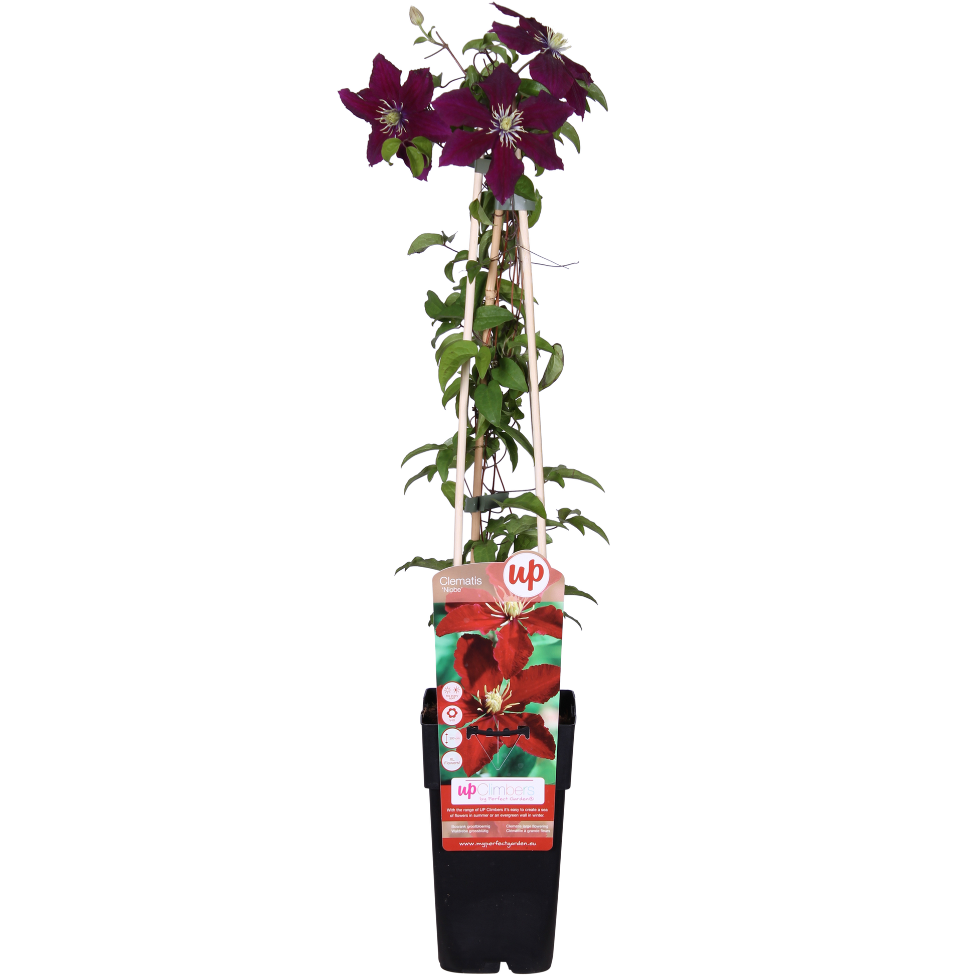 Clematis Niobe - 65cm - Ø15 - Pflanzfix24.de - Pflanzfix24.de