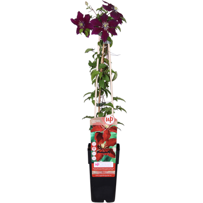 Clematis Niobe - 65cm - Ø15 - Pflanzfix24.de - Pflanzfix24.de