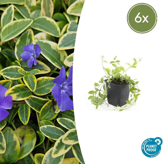 6x Vinca minor 'Aureovariegata' - ↕10-25cm - Ø9cm - Pflanzfix24.de - Pflanzfix24.de