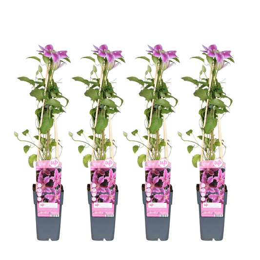 4x - Clematis Tudor - 65cm - Ø15 - Pflanzfix24