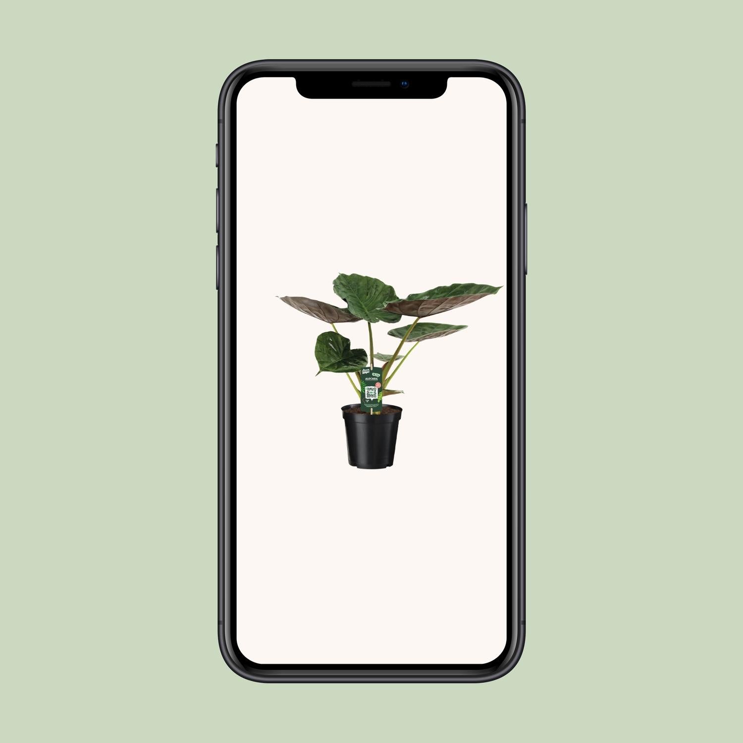 Alocasia Wentii - Elefantenohr - Ø19cm - ↕70cm - Pflanzfix24.de - Pflanzfix24.de