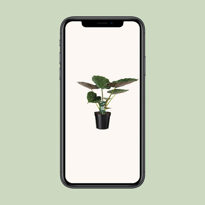 Alocasia Wentii - Elefantenohr - Ø19cm - ↕70cm - Pflanzfix24.de - Pflanzfix24.de