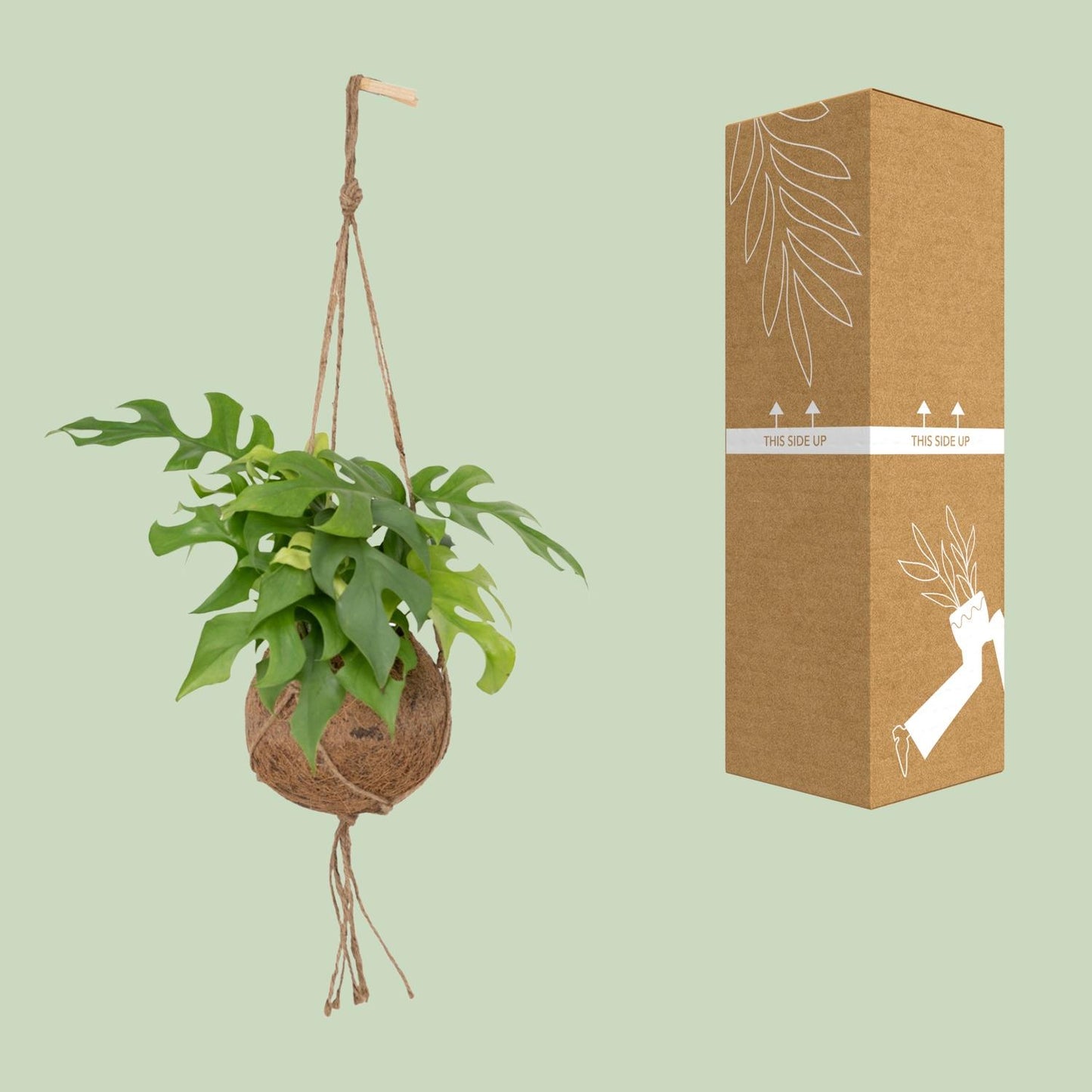 Monstera Minima im Kokodama – Lochpflanze Ø15cm | Pflanzfix24.de - Pflanzfix24.de