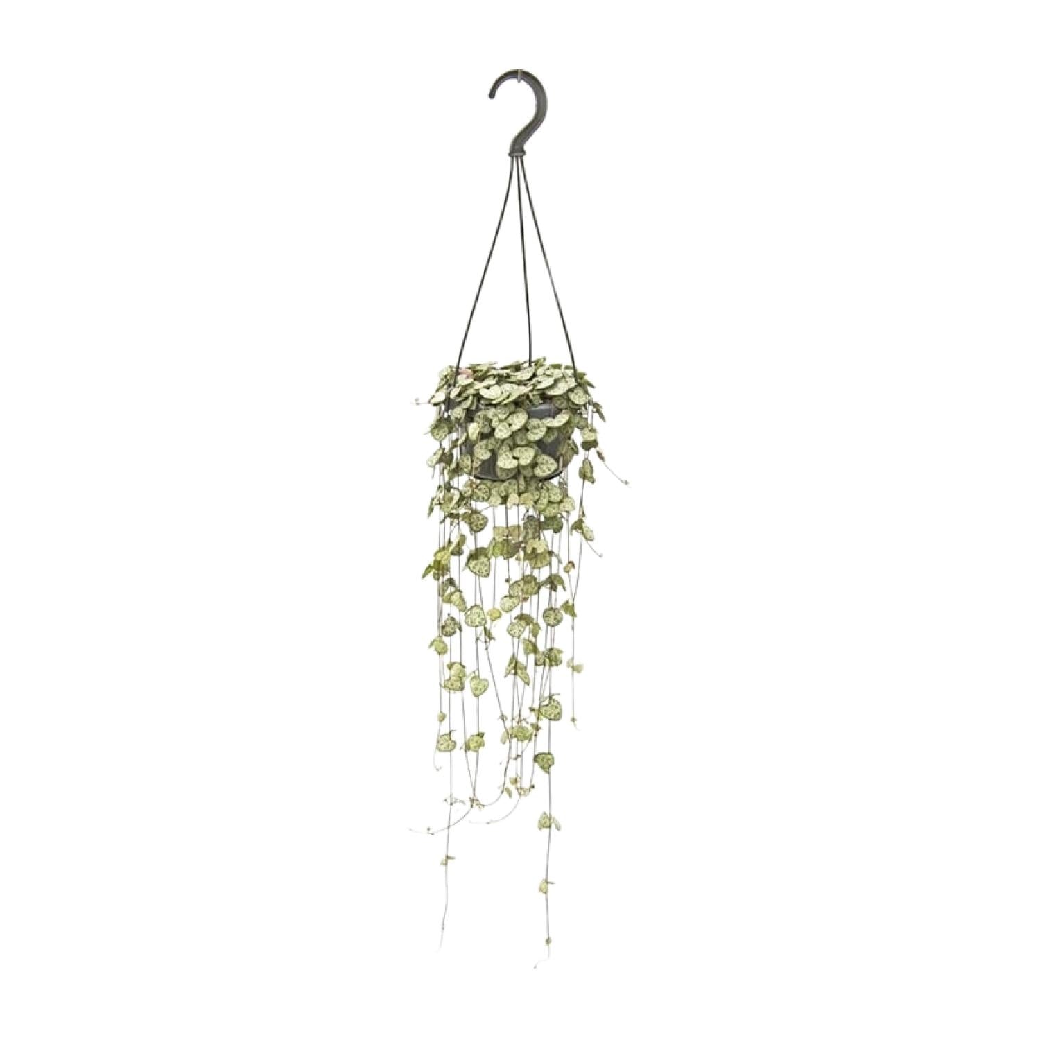 Ceropegia Woodii Hang - Ø14cm - ↕50cm - Pflanzfix24.de - Pflanzfix24.de
