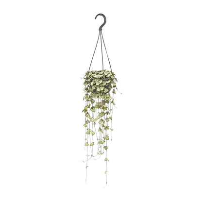 Ceropegia Woodii Hang - Ø14cm - ↕50cm - Pflanzfix24.de - Pflanzfix24.de